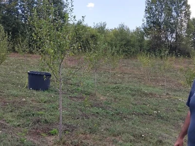 Šljiva u zasadu Dejana Kecmana