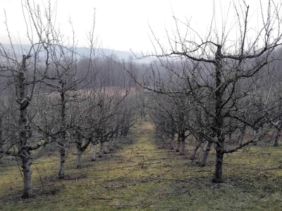 Rodni pupoljci šljiva