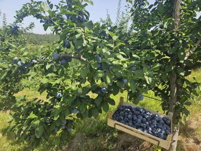 Šljive u Gradačcu 2024.
