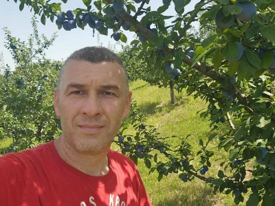 Šljive u Gradačcu 2024.