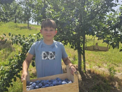 Šljive u Gradačcu 2024.