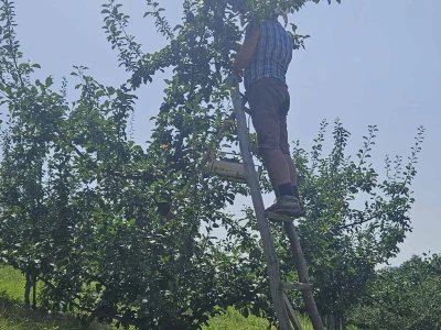 Šljive u Gradačcu 2024.