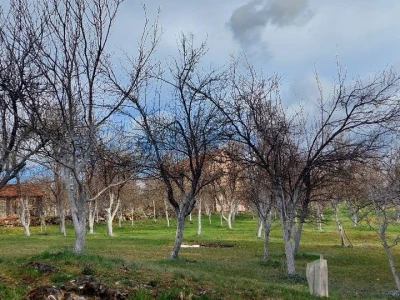 Šljivina osica