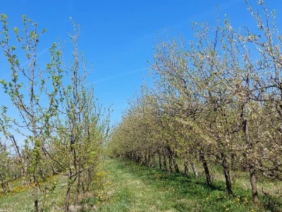 Šljivina osica