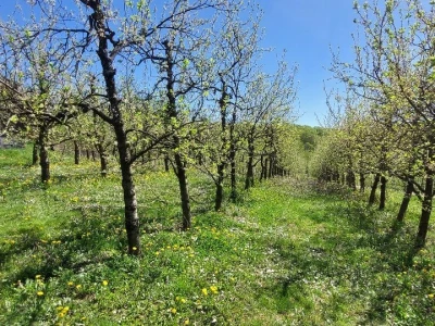Šljivina osica