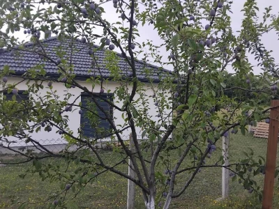 Šljivina štitasta vaš