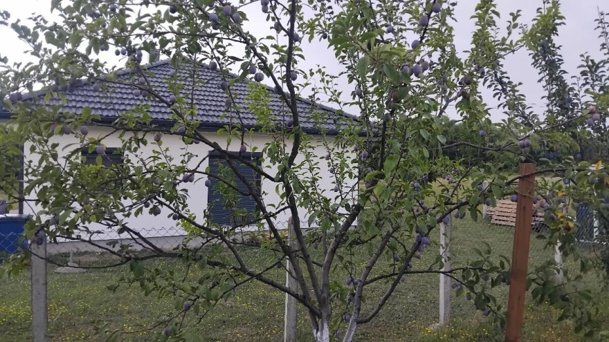 va&scaron;i 