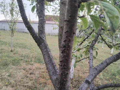 Šljivina štitasta vaš