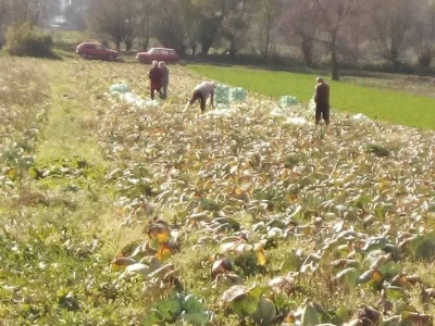 Slovneci iz srca Bosne: Kupus posadimo na rizik, niti znamo da li će biti dobar, ni da ćemo ga uspjeti prodati
