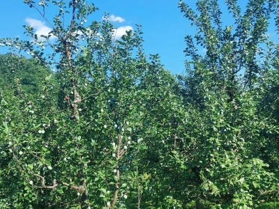 Smotavci šljiva, jabuka i breskve