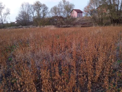 soja, vršidba soje