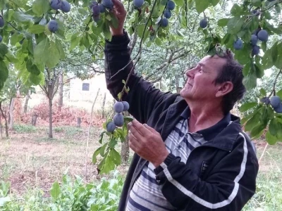 Spaljeni voćnjaci u selu Gorice u Hrvatskoj