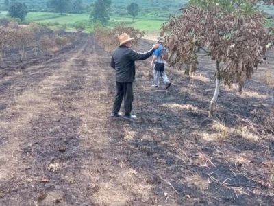 Spaljeni voćnjaci u selu Gorice u Hrvatskoj