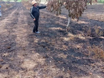 Spaljeni voćnjaci u selu Gorice u Hrvatskoj