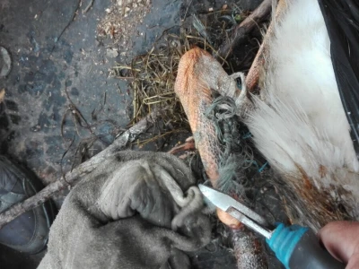 Spašavanje mlade rode zapetljane u špagu za baliranje sijena