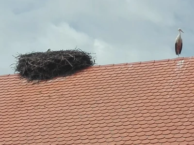 Spašavanje mlade rode zapetljane u špagu za baliranje sijena