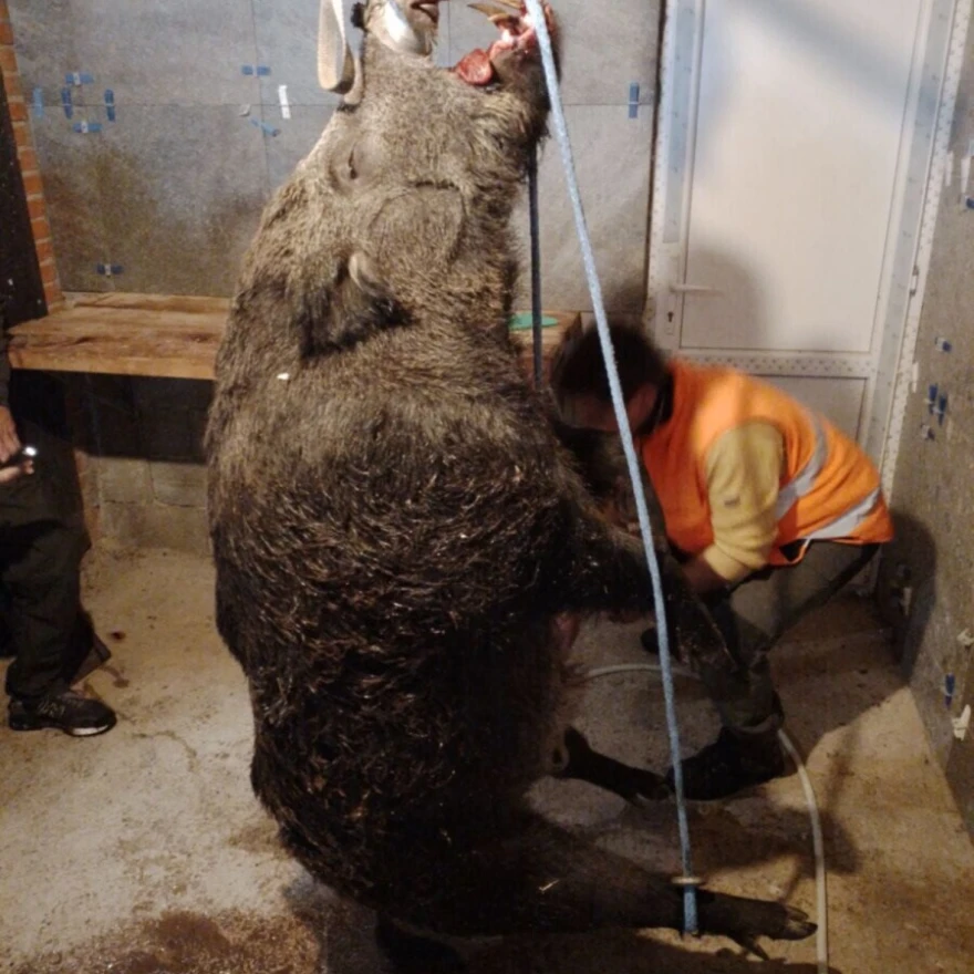 Vepar težak čak 210 kg