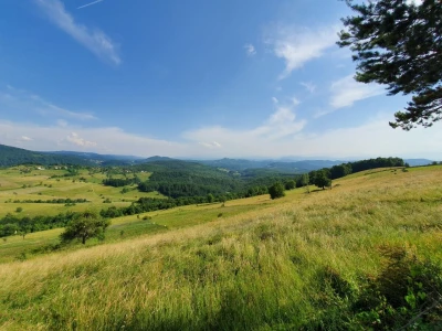 Šta je selo bez krava!?