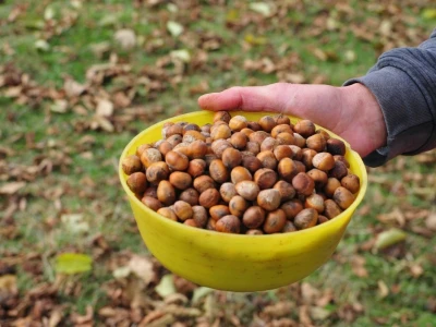 Stablo Mečje lijeske na Borikama