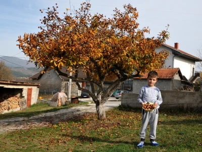 MUŠMULA