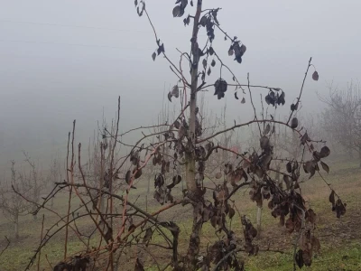 Stajnjak oko voća, mumije i zaražena stabla