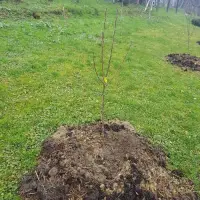 Stajnjak oko voća, mumije i zaražena stabla