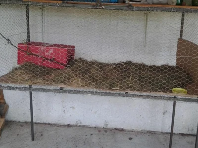 farma divljih zečeva