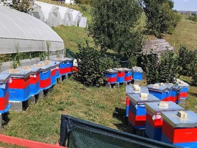 Stare sorte voća i povrća