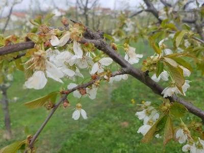 Šteta od mraza u Srpskoj