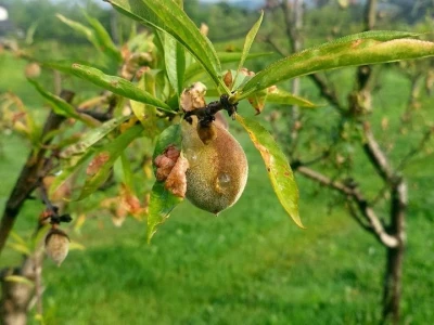 Štete od breskvinog moljca