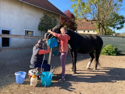 Stomatološki pregled važan je za svakog konja