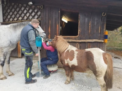 Stomatološki pregled važan je za svakog konja
