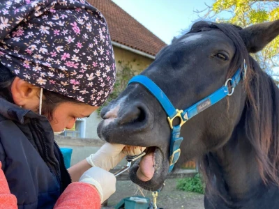 Stomatološki pregled važan je za svakog konja
