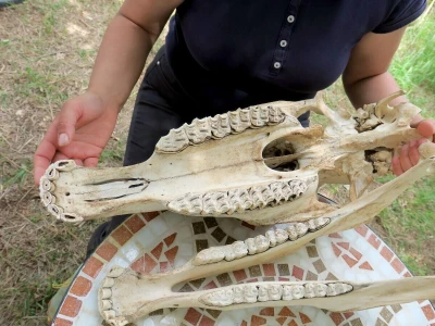 Stomatološki pregled važan je za svakog konja