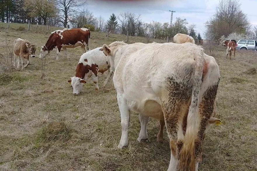 krave