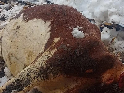 Stradale krave u Bosanskoj Krupi