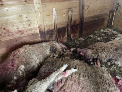 Stravičan prizor u štali: Čopor pasa rastrgao ovce