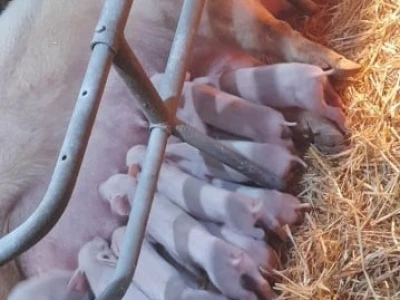 Stravične fotografije: Umjesto eutanazije, klali svinje