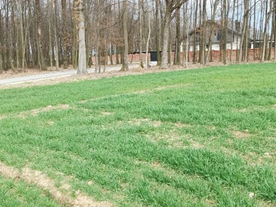 Strna žita