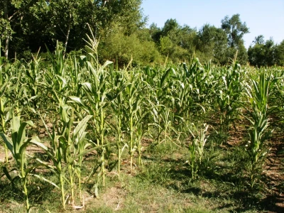 Suša