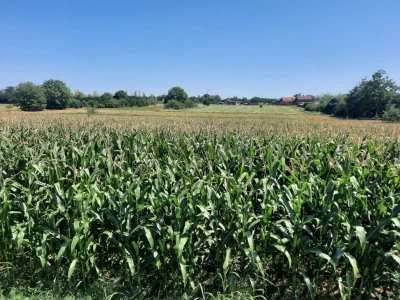 Suša - kukuruz