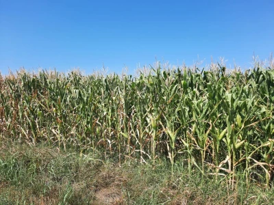 Suša - kukuruz