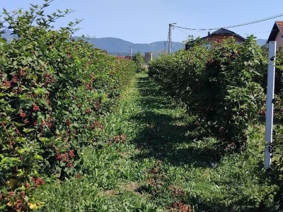 Sušenje izdanaka kupina