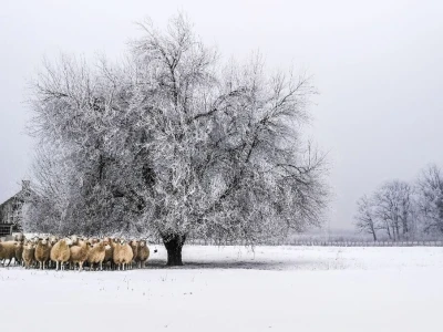 Svih 40 fotografija izbora RuralFoto 2024