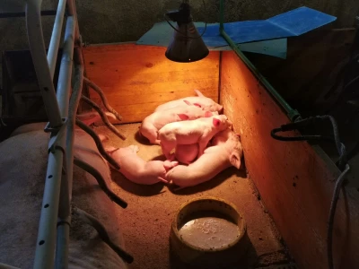 Svinje rokću do "ručka", a podnevnu dremku ne ometa ni lokalni melos