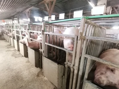 Svinje rokću do "ručka", a podnevnu dremku ne ometa ni lokalni melos