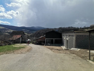 Svinje rokću do "ručka", a podnevnu dremku ne ometa ni lokalni melos