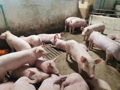 Svinje rokću do "ručka", a podnevnu dremku ne ometa ni lokalni melos