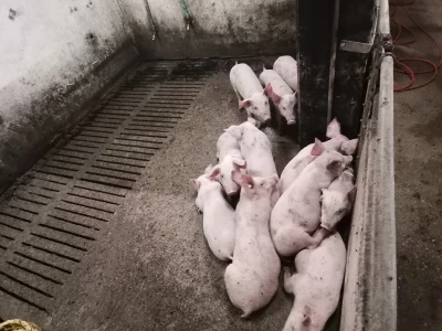 Svinje rokću do "ručka", a podnevnu dremku ne ometa ni lokalni melos