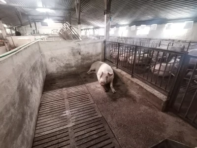 Svinje rokću do "ručka", a podnevnu dremku ne ometa ni lokalni melos